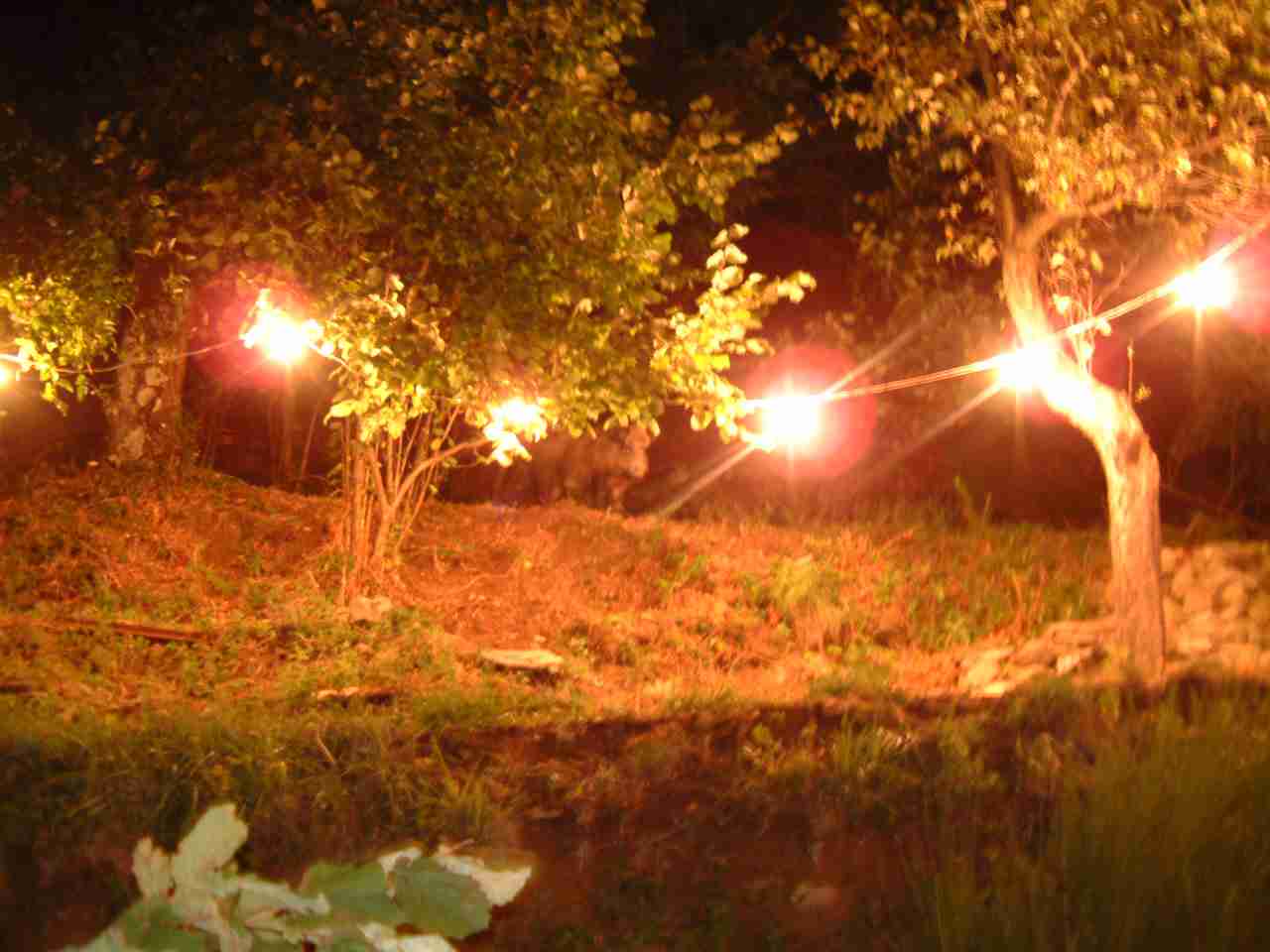  Image name: 03 fau3.jpg 
 width: 1280 pixel 
 height: 960 pixel 
 Size: 62307 bytes 
 Click to enlarge 